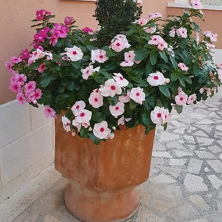 Jukic בית הארחה